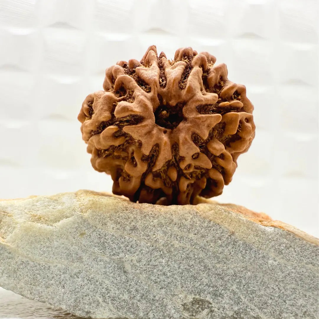 8 Mukhi Rudraksh (Collector) Nepal