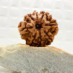 8 Mukhi Rudraksh (Collector) Nepal