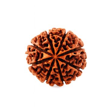 8 MUKHI RUDRAKSHA Collector