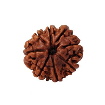 8 MUKHI RUDRAKSHA Premium