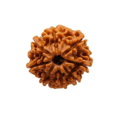 8 MUKHI RUDRAKSHA Regular