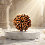 8 Mukhi Rudraksh (Unique) Nepal
