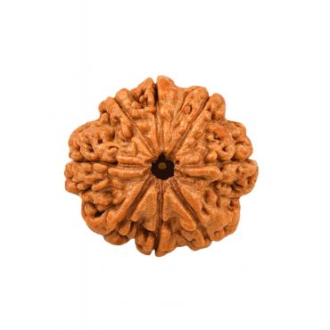 8 MUKHI RUDRAKSHA Unique