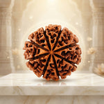 8 Mukhi Rudraksha Indonesia Collector