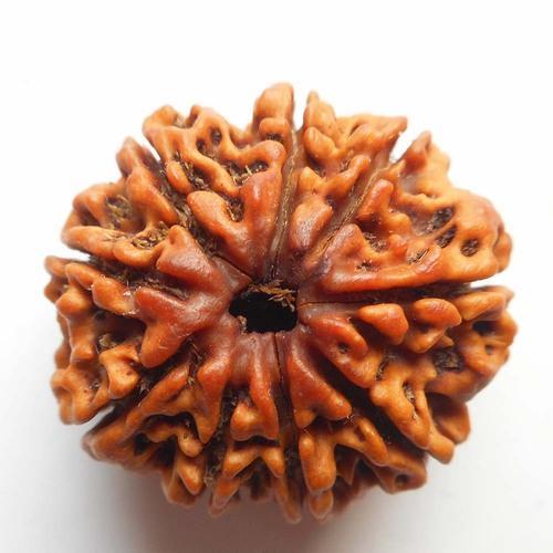 9 Mukhi Rudraksh (Premium) Indonesia