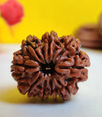 9 Mukhi Rudraksh (Unique) Indonesia