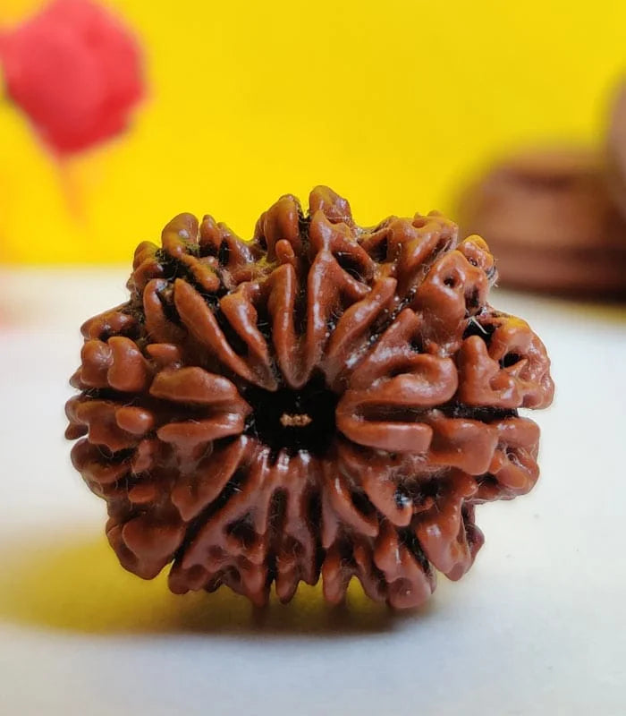 9 Mukhi Rudraksh (Unique) Indonesia