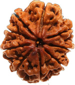 9 Mukhi Rudraksh (Collector) Indonesia