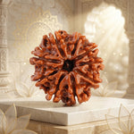 9 Mukhi Rudraksha Nepal Premium