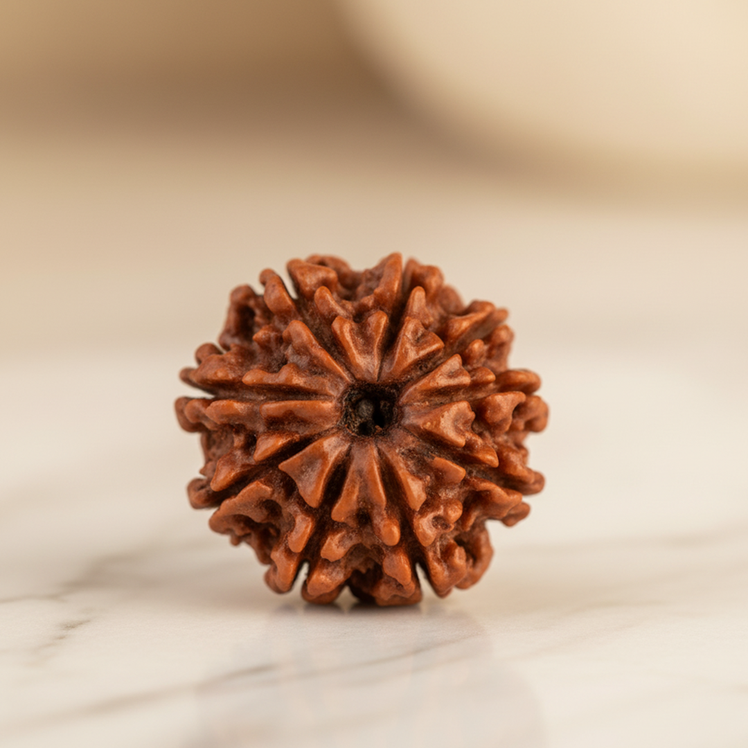 9 Mukhi Rudraksha