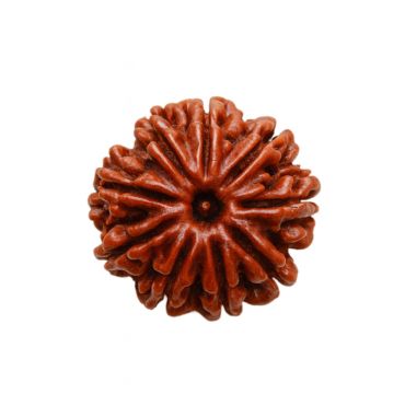 9 MUKHI RUDRAKSHA Collector