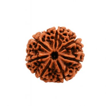 9 MUKHI RUDRAKSHA Premium