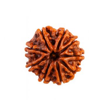 9 MUKHI RUDRAKSHA Regular