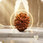 9 Mukhi Rudraksh (Collector) Indonesia
