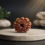 9 Mukhi Rudraksh (Unique) Indonesia