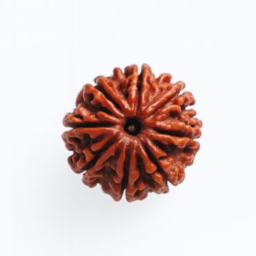 9 MUKHI RUDRAKSHA Unique