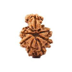 Sawar (1 Mukhi) Collector