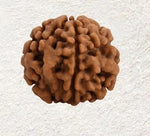 1 Mukhi Rudraksha Gol Nepali (Under Develop) Unique