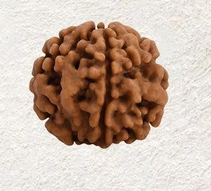 1 Mukhi Gol Nepali (Under Develop) Unique