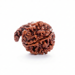 GANESH RUDRAKSHA Collector