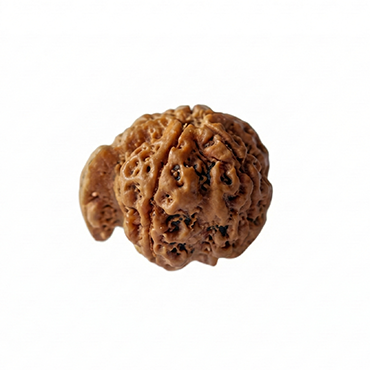 GANESH RUDRAKSHA Premium