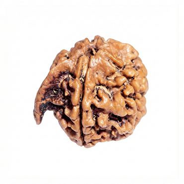 GANESH RUDRAKSHA Regular