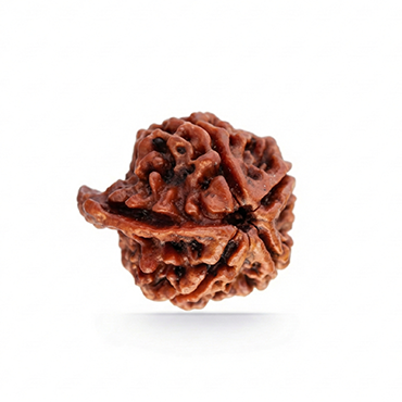 GANESH RUDRAKSHA Unique
