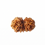 GAURI SHANKAR 13 Mukhi RUDRAKSHA Collector