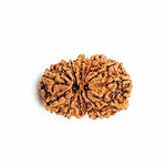 13 Mukhi Gauri Shankar Rudrkasha nepali (Premium)