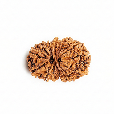 GAURI SHANKAR 13 Mukhi RUDRAKSHA Premium