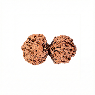 GAURI SHANKAR 13 Mukhi RUDRAKSHA Regular
