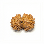 13 Mukhi Gauri Shankar Rudrkasha nepali (Unique)