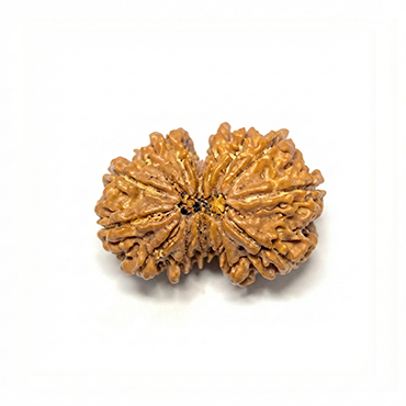 GAURI SHANKAR 13 Mukhi RUDRAKSHA Unique