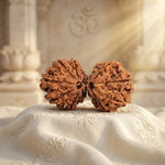 GAURI SHANKAR 14 Mukhi RUDRAKSHA Collector