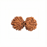 GAURI SHANKAR 14 Mukhi RUDRAKSHA Collector