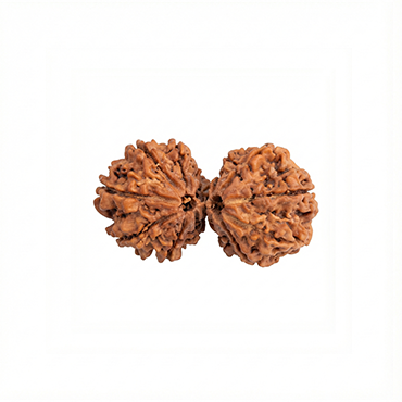 GAURI SHANKAR 14 Mukhi RUDRAKSHA Collector