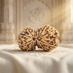 GAURI SHANKAR 14 Mukhi RUDRAKSHA Premium