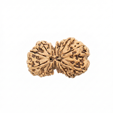 GAURI SHANKAR 14 Mukhi RUDRAKSHA Premium