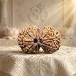 GAURI SHANKAR 14 Mukhi RUDRAKSHA Regular