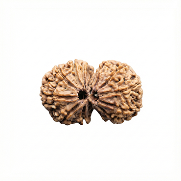 GAURI SHANKAR 14 Mukhi RUDRAKSHA Regular