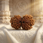 GAURI SHANKAR 14 Mukhi RUDRAKSHA Unique