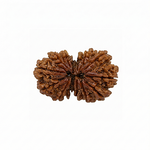 GAURI SHANKAR 14 Mukhi RUDRAKSHA Unique