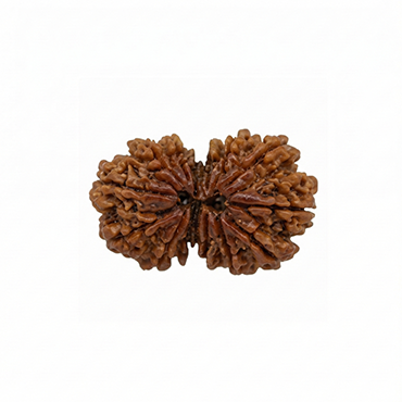 GAURI SHANKAR 14 Mukhi RUDRAKSHA Unique