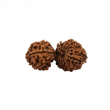 GAURI SHANKAR 15 Mukhi RUDRAKSHA Collector