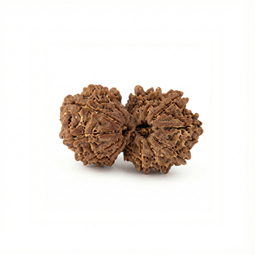 GAURI SHANKAR 15 Mukhi RUDRAKSHA Premium