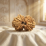 GAURI SHANKAR 15 Mukhi RUDRAKSHA Regular