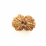 GAURI SHANKAR 15 Mukhi RUDRAKSHA Regular
