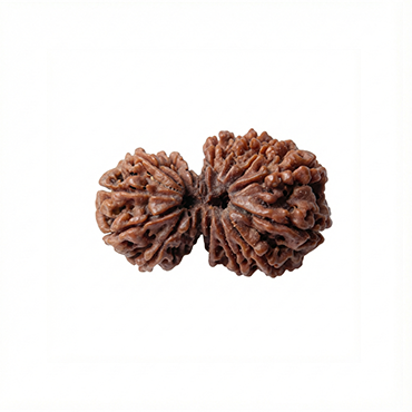 GAURI SHANKAR 15 Mukhi RUDRAKSHA Unique