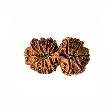 GAURI SHANKAR 16 Mukhi RUDRAKSHA Collector