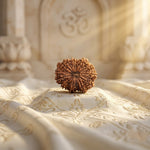 GAURI SHANKAR 16 Mukhi RUDRAKSHA Premium